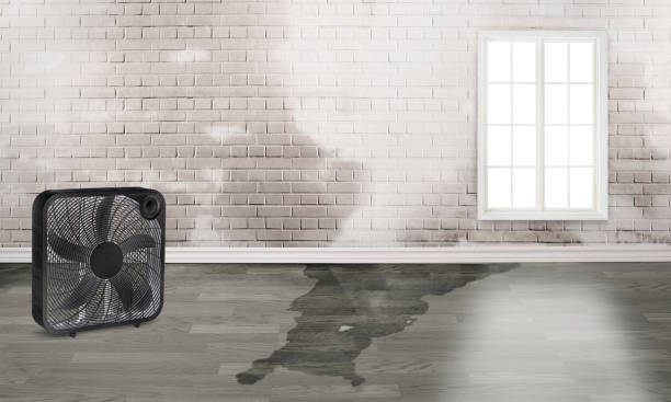 Best Water damage restoration near me  in Lakeside, MT