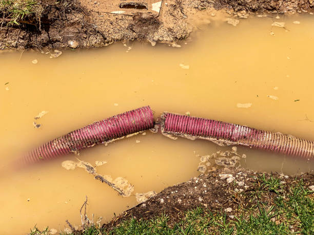 Best Basement water damage restoration  in Lakeside, MT
